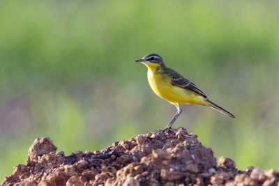 Eastern Yellow Wagtail (Motacilla flava tschutschensis) - Leanyer Sewage Ponds, NT