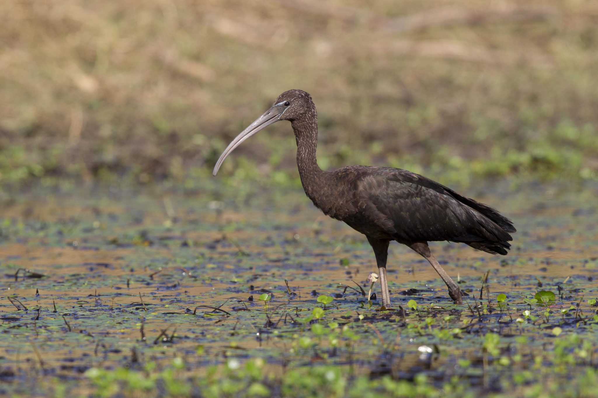Glossy Ibis (Plegadis falcinellus) - Cooroboree, NT (2)