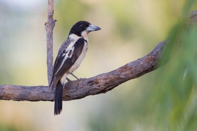 Grey Butcherbird - Kimberley (Cracticus torquatus colletti) - Mitchell Plateau, WA