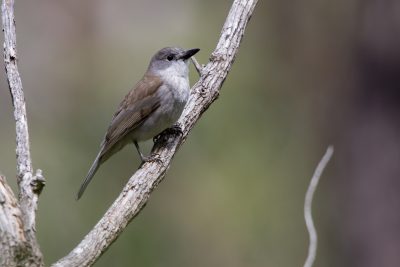 Grey Shrike-thrush (Colluricincla harmonica strigata) - Tasmania