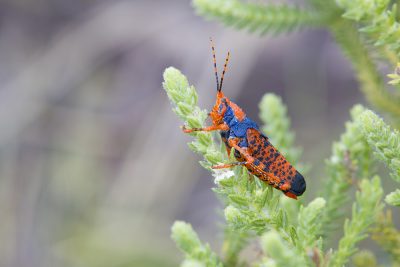 Leichhardt's Grasshopper