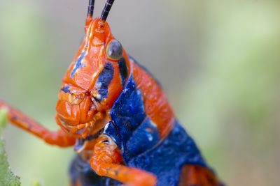 Leichhardt's Grasshopper (CLose up)