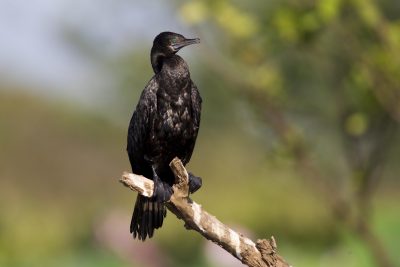 Little Black Cormorant (Phalacrocorax sulcirostris) - Cooroborre Billabong, NT