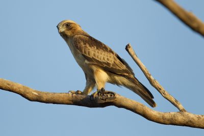 Little Eagle (Hieraaetus morphnoides morphnoides) - Marrakai Road, NT (2)