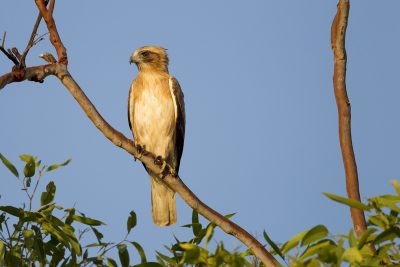 Little Eagle (Hieraaetus morphnoides morphnoides) - Marrakai Road, NT