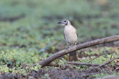 Little Frairbird (Philemon citreogularis sordidus) - Buntine Highway, NT