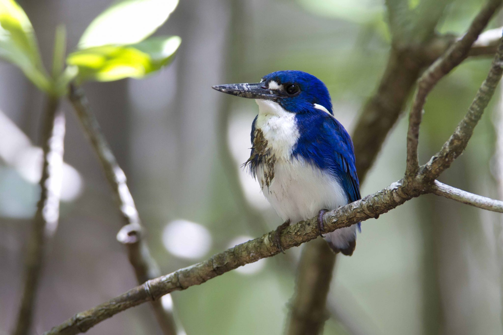 Little Kingfisher (Ceyx pusilla ramsayi) - Casuarina Beach, NT