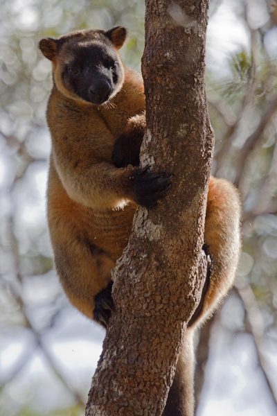 Lumholtz's Tree Kangaroo - Lambs Ridge, QLD