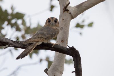 Mainland Australian Owlet-nightjar (Rufous Morph - Aegotheles cristatus cristatus)