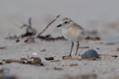 New Zealand Dotteral (Baby) - Northland, New Zealand