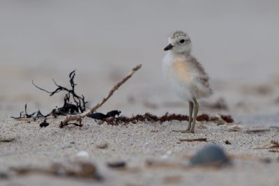 New Zealand Dotteral (Baby) - Northland, New Zealand