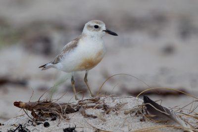 New Zealand Dotteral (Male) - Northland, New Zealand
