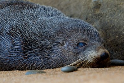 New Zealand Fur Seal - South Island, New Zealand