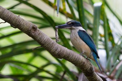New Zealand Kingfisher  - Titititi Matungi Island, NZ