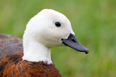 New Zealand Shield Duck Profile (Female) - South Island, New Zealand
