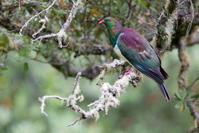 New Zealand Wood Pigeon  - Titititi Matungi Island, NZ