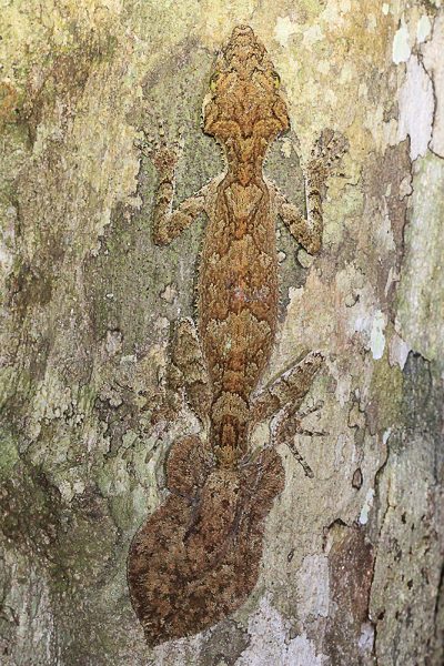 Northern Leaf-Tailed Gecko - Cairns