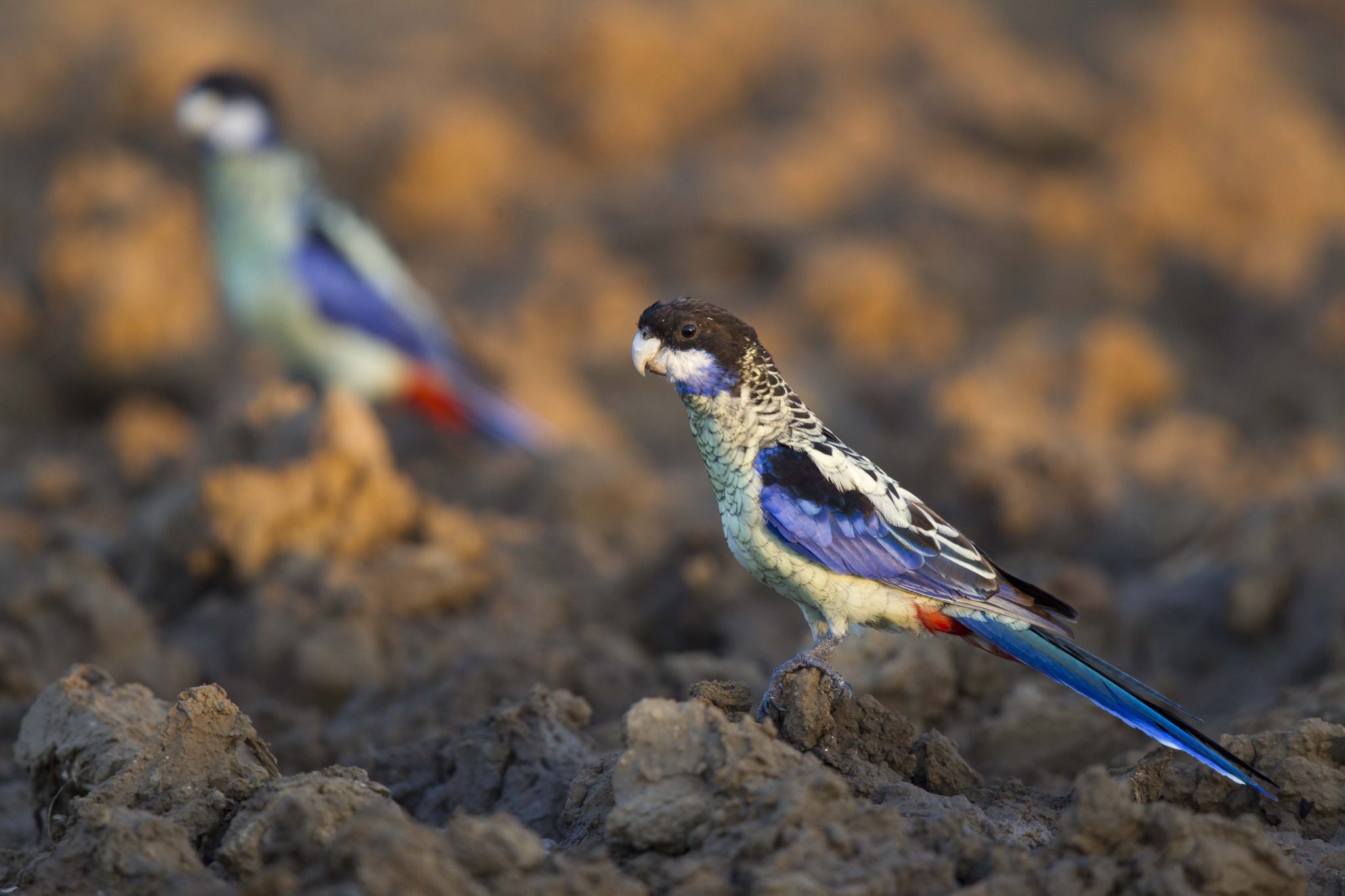Northern Rosella (Platycercus venustus venustus) - Darwin River Dam, NT (2)