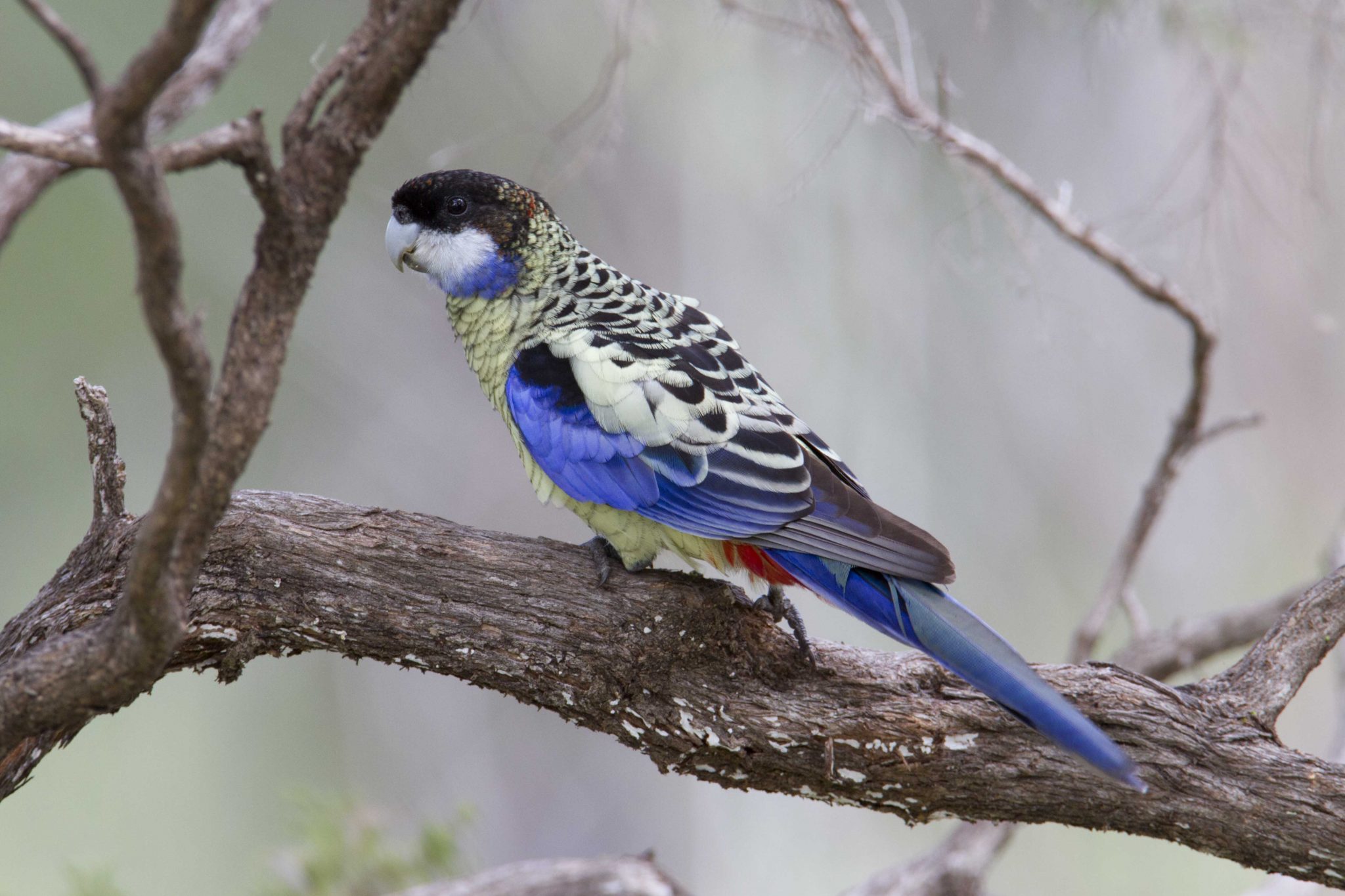 Northern Rosella (Platycercus venustus venustus) - Darwin River Dam, NT