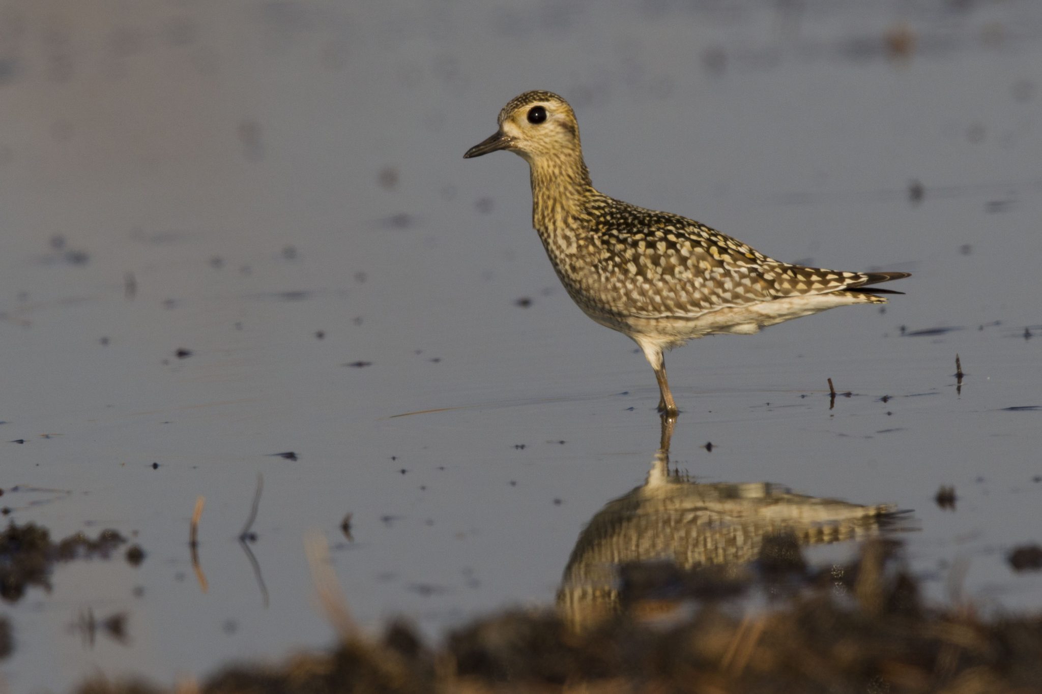 Pacific Golden Plover (Pluvialis fulva) - Holmes Jungle, NT
