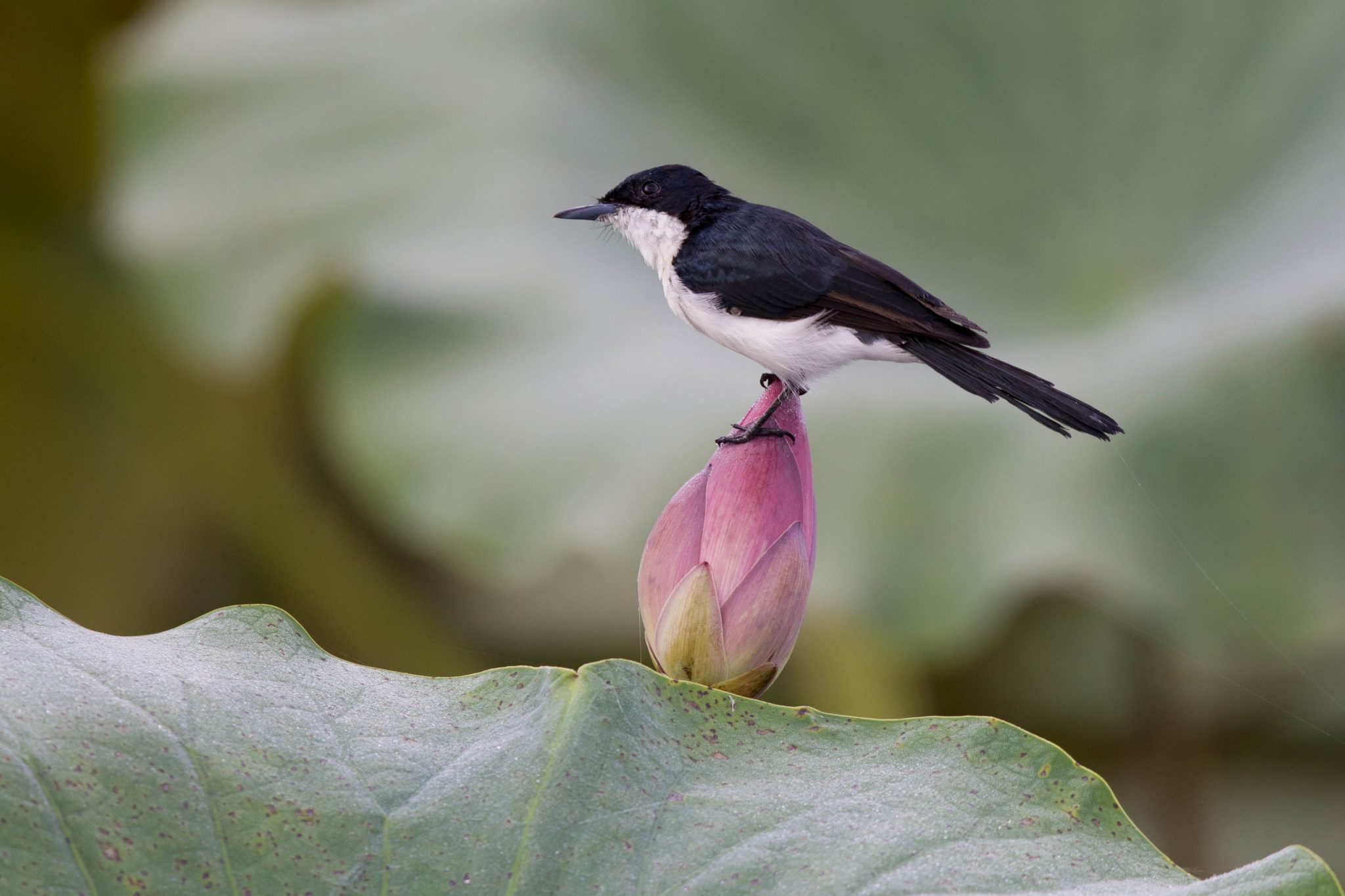 Paperbark (Restless) Flycatcher (Myiagra inquieta nana) - Fogg Dam, NT