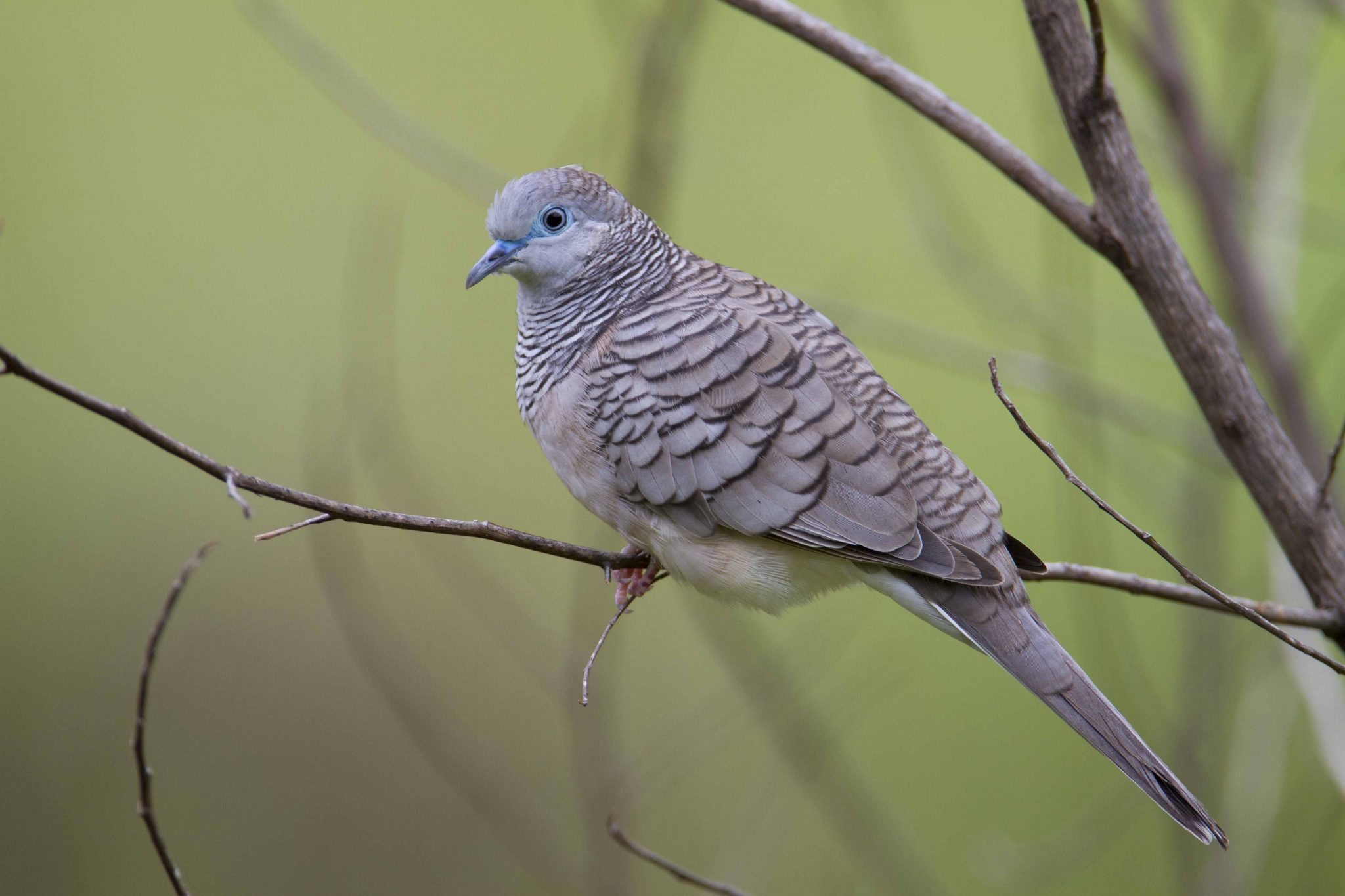 Peaceful Dove (Geopelia striata placida) - Darwin, NT
