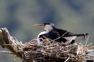 Pied Cormorant on nest - South Island, New Zealand