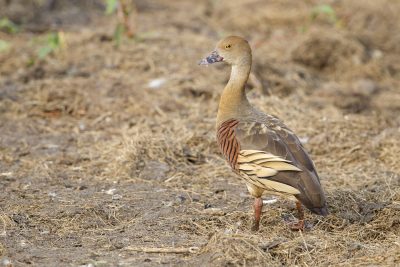 Plumed Whistling-duck (Dendrocygna eytoni) - Cooroboree Billabong, NT