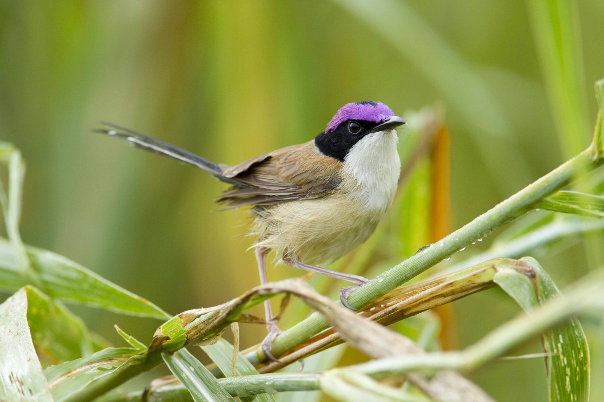 Purple-crowned Fairy-wren (Malurus coronatus coronatus) - Victoria River, NT (2)