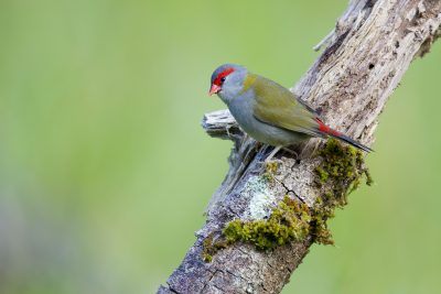 Red-Browed Finch (Neochmia temporalis temporalis) - Mount Lewis, QLD