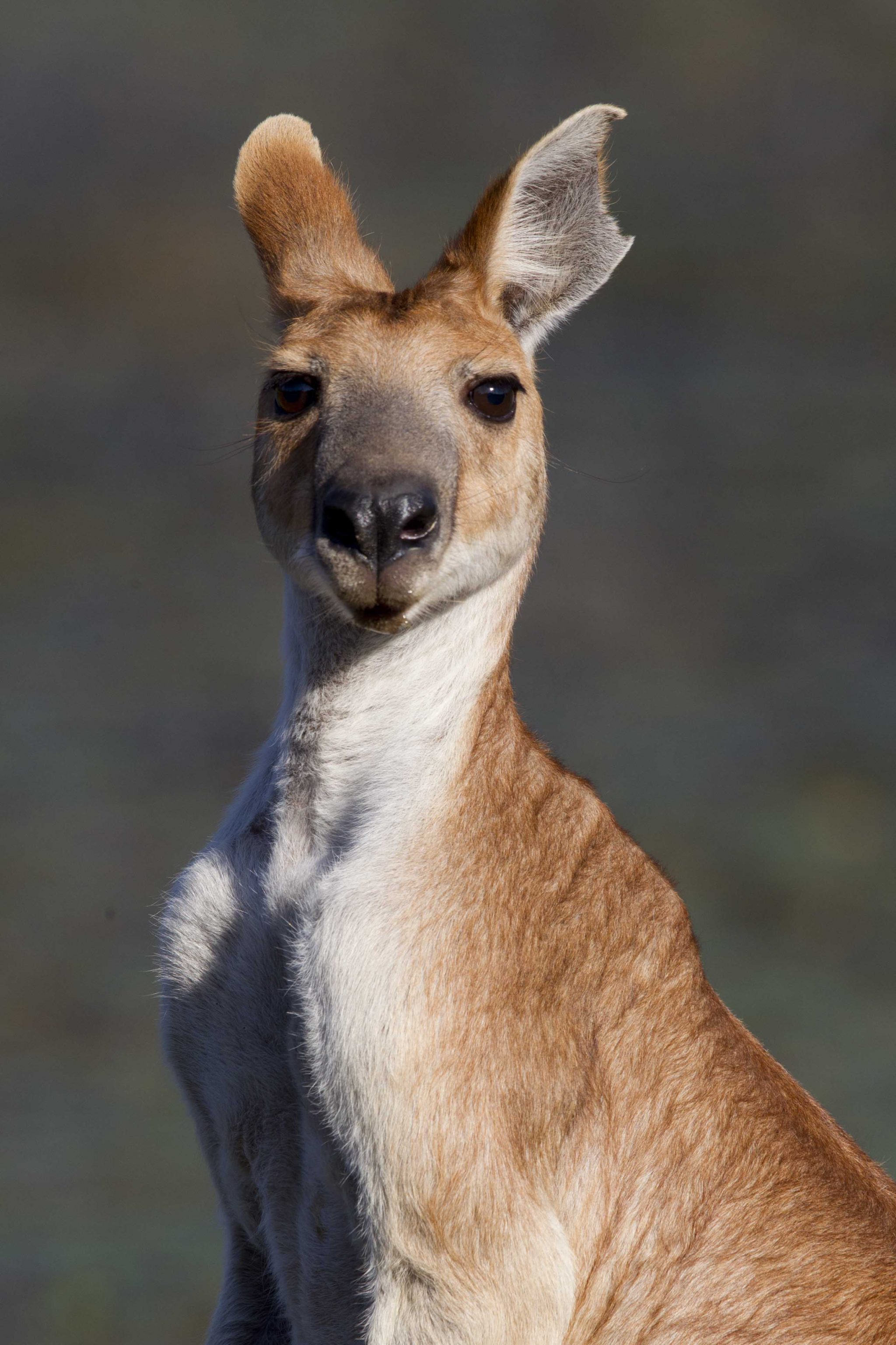 Red Kangaroo