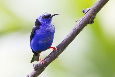 Red-legged Honeycreeper (Young Male)
