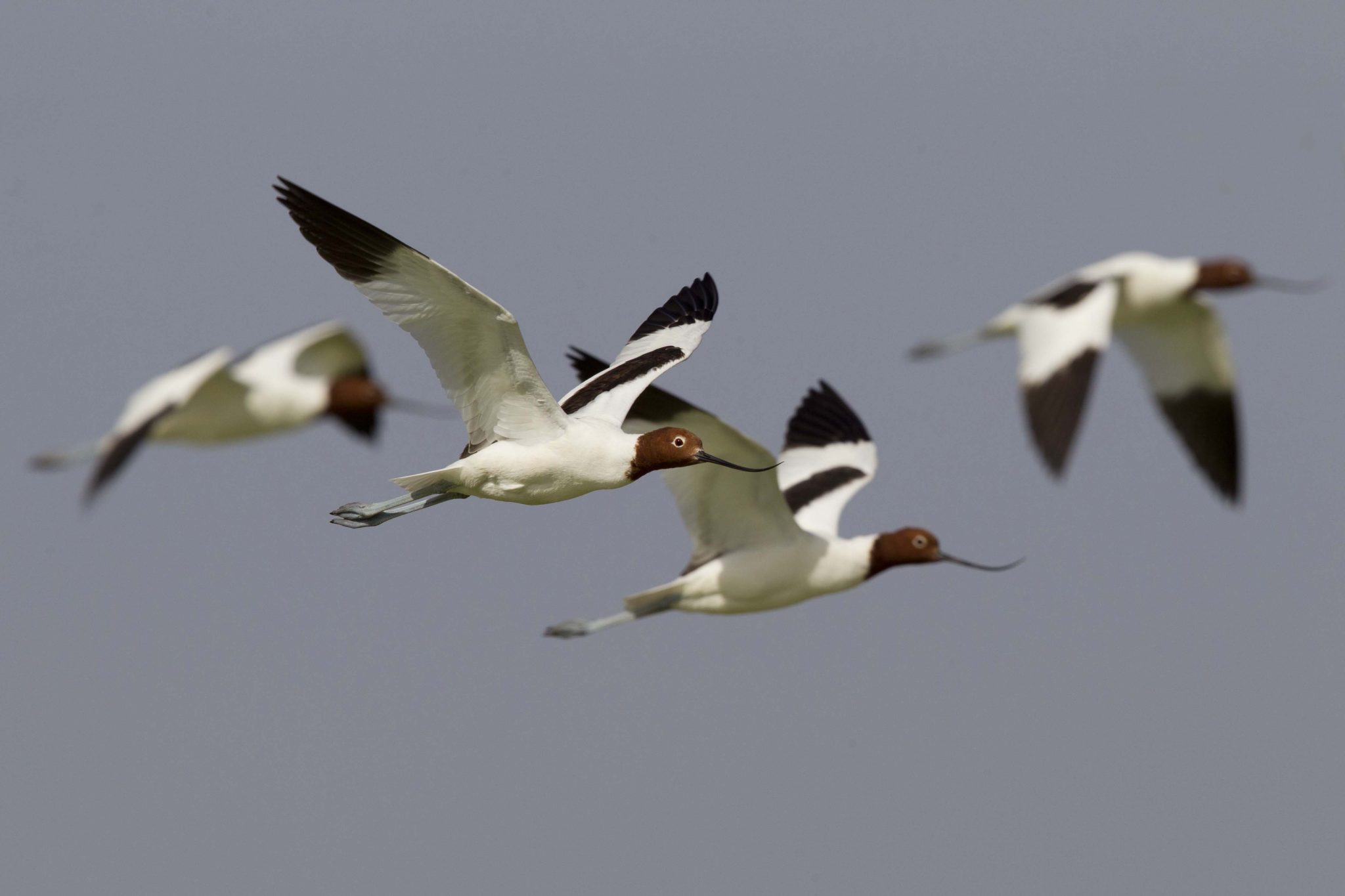 Red Necked Avocet (Recurvirostra novaehollandiae) - Alice Springs, NT