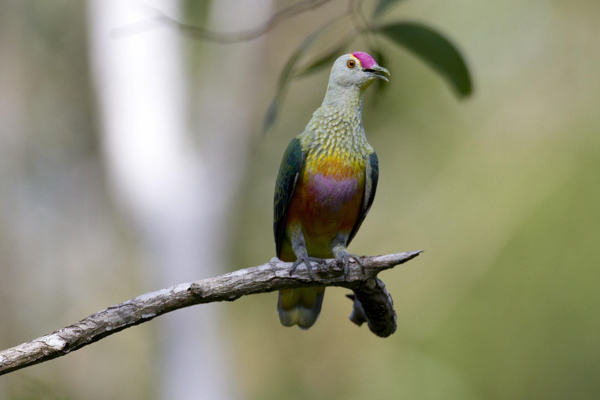 Rose-crowned Fruit Dove (Ptilinopus regina ewingii) - East Point, NT