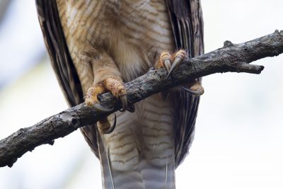 Rufous Owl (Ninox rufa rufa) - Darwin, NT (9)