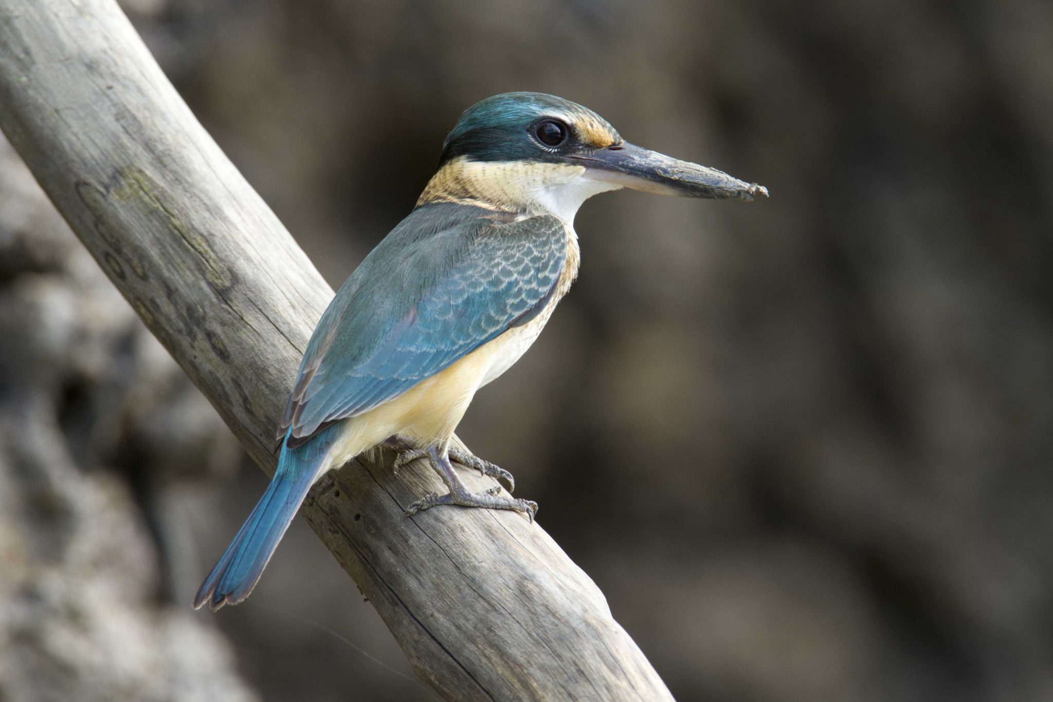 Sacred Kingfisher (Todiramphus sanctus sanctus) - Buffalo Creek, NT