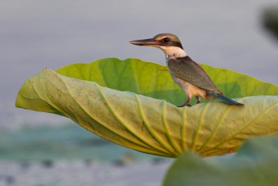 Sacred Kingfisher (Todiramphus sanctus sanctus) - Fogg Dam, NT