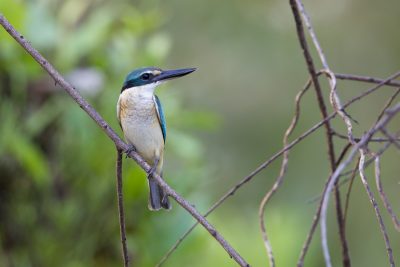 Sacred Kingfisher (Todiramphus sanctus sanctus) - Mamakala, NT
