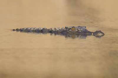Salt Water Crocodile 
