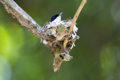 Shining Flycatcher - Female on nest (Myiagra alecto melvillensis) - Daintree, QLD