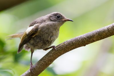 Stitchbird (Female)  - Titititi Matungi Island, NZ