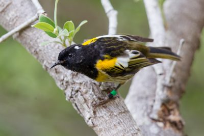 Stitchbird (Male)  - Titititi Matungi Island, NZ