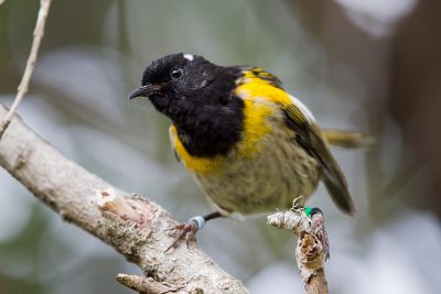 Stitchbird (Male)  - Titititi Matungi Island, NZ