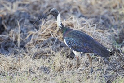 Straw-necked Ibis (Threskiornis spinicollis) - Fogg Dam, NT