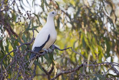 Torresian Imperial-Pigeon (Ducula spilorrhoa) - Darwin, NT (2)