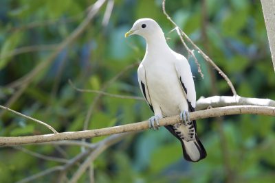 Torresian Imperial-pigeon (Ducula spilorrhoa) - Mitchell Plateau WA