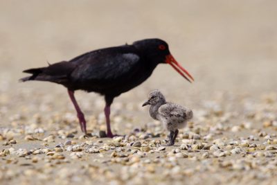 Variable Oystercatcher with Baby   - Waipu, New Zealand