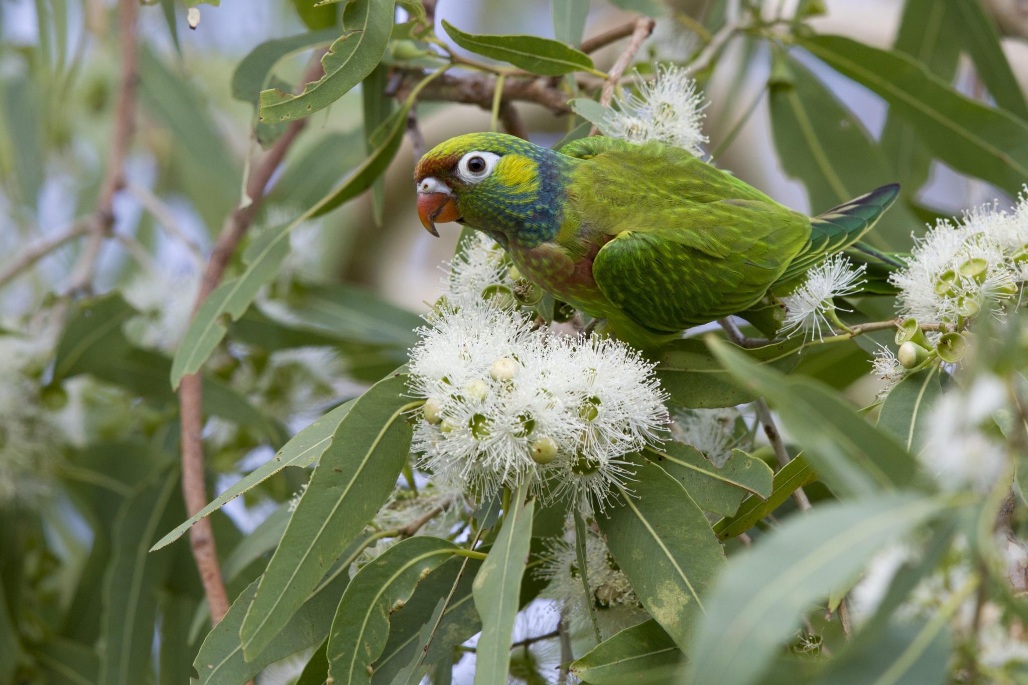 Varied Lorikeet (Psitteuteles versicolor) - Victoria River, NT (2)