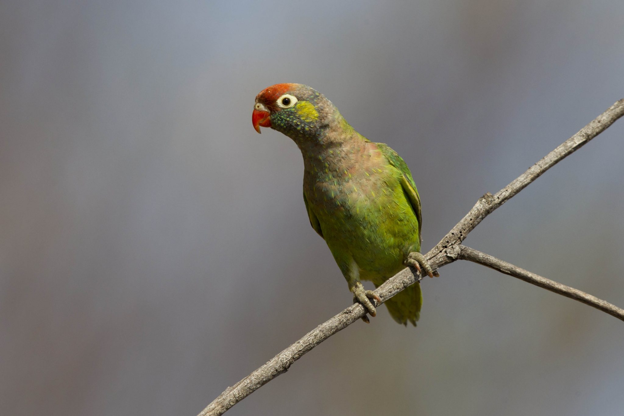 Varied Lorikeet (Psitteuteles versicolor) - Victoria River, NT