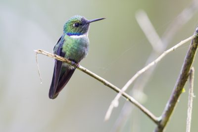 Wedge-billed Hummingbird - Paz De Aves (Ant Hill Pass), Ecuador1